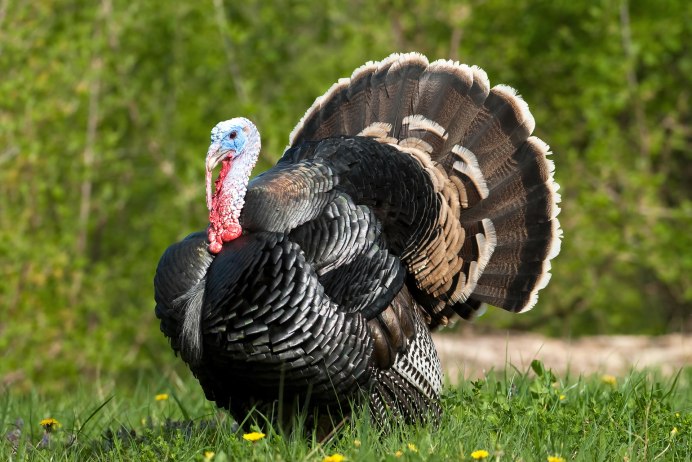 Североамериканский индюк