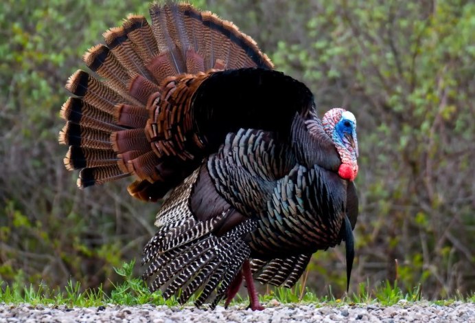 Индюк коричневый порода