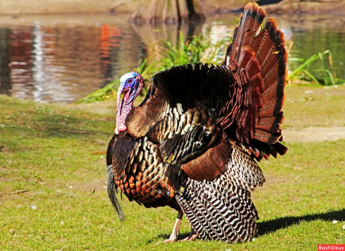 Индейка Черноземья