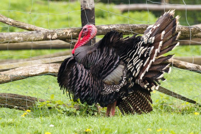 Индюк американский широкогрудый