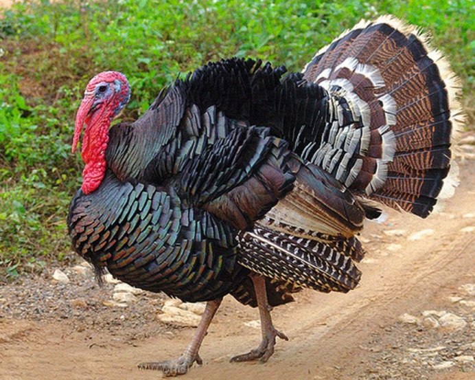 Индюки Арденская красная