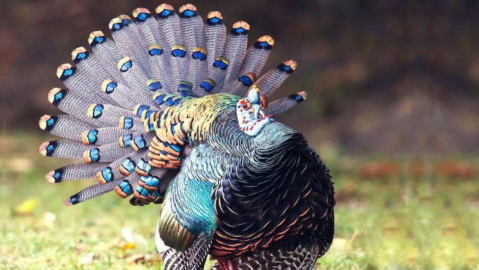 Норфолкская индейка