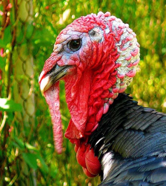 Птица похожая на индюка