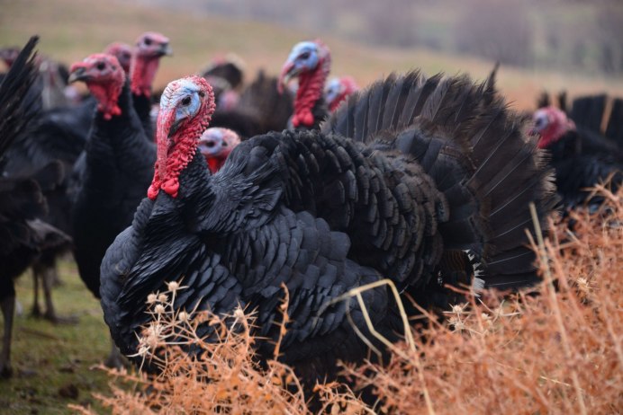 Лесной индюк