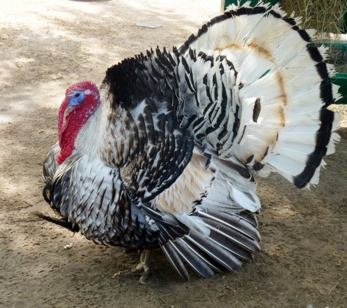 Бронзовая широкогрудая индейка