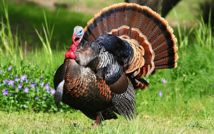 Индюк обыкновенный