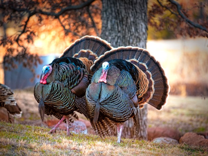 Канадский индюк