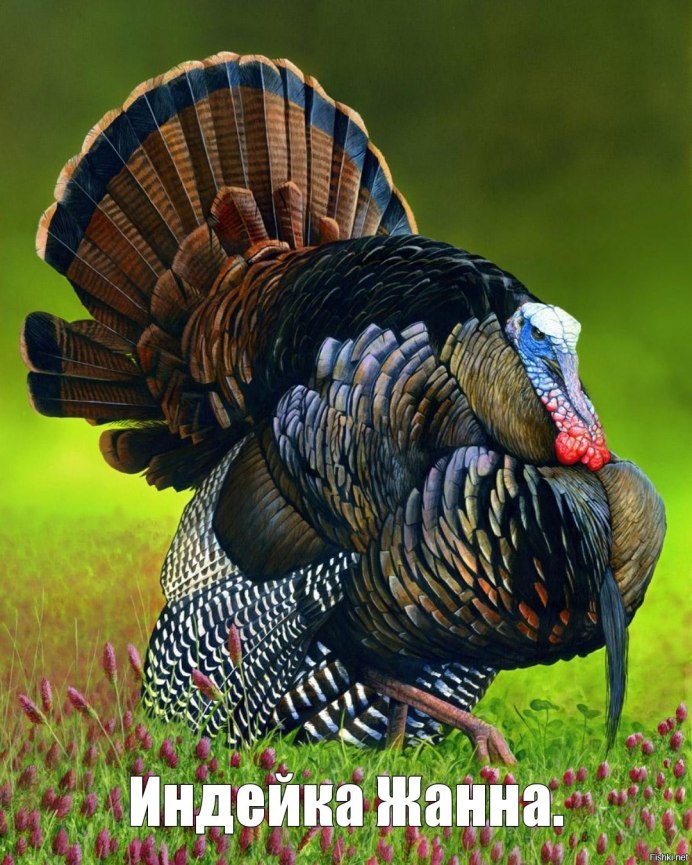 Turkey индюк