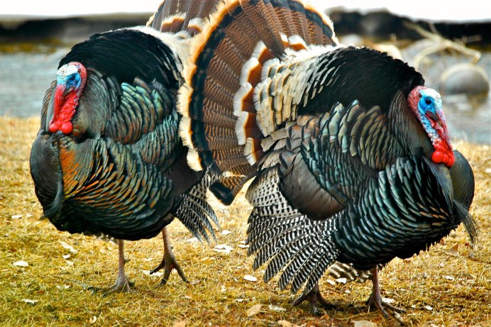 Индюк павлиновидный