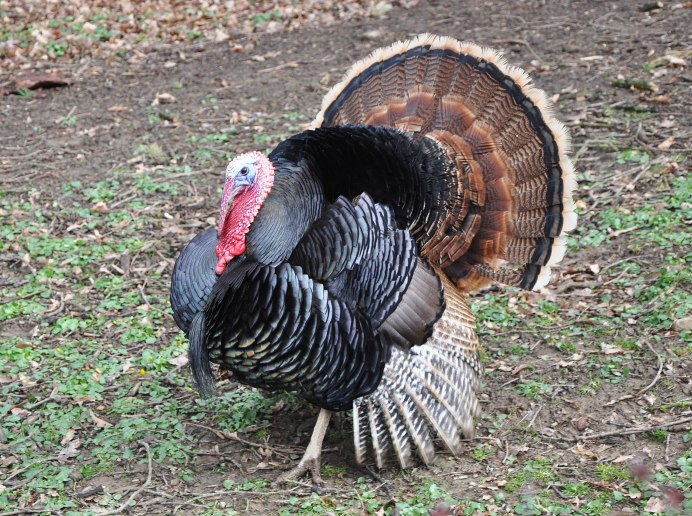Глазчатый павлиний индюк