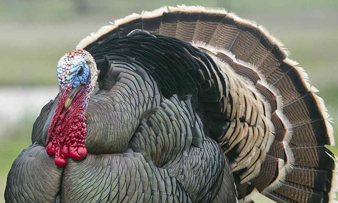 Meleagris gallopavo