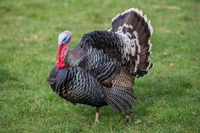 Дикие индюки Калифорнии