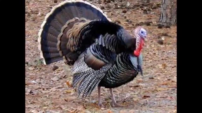 Meleagris gallopavo