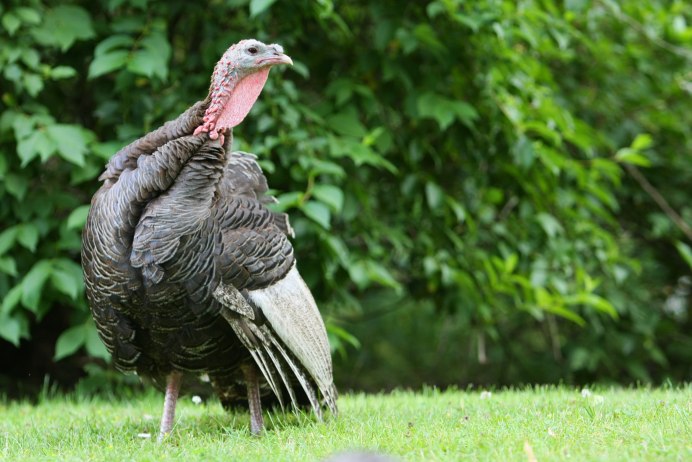 Индюк индюшка индюшонок