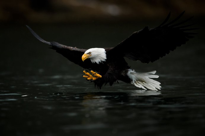 Белоголовый Орлан анфас