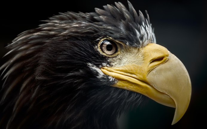 Белоплечий Орлан