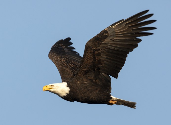 Белоголовый Орлан ареал