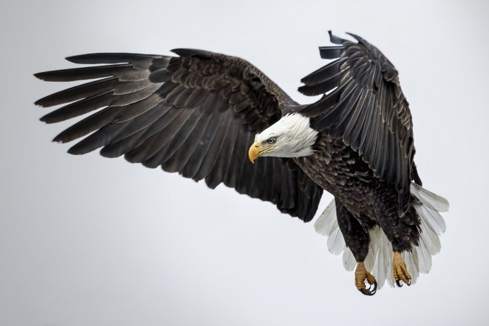 Черный Орлан