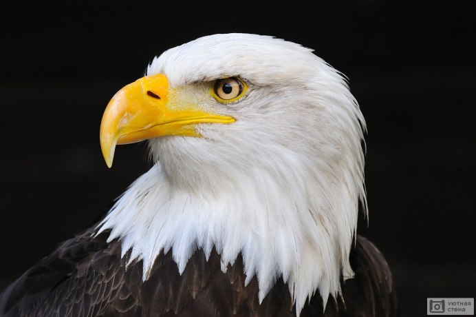 Орлан-белохвост белоголовый