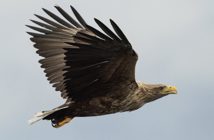 Лысоголовый Орлан