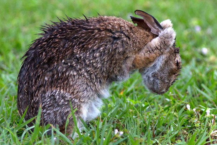Кролик вида Oryctolagus cuniculus
