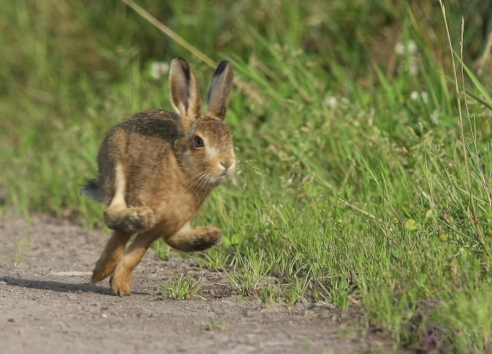 Lepus Granatensis