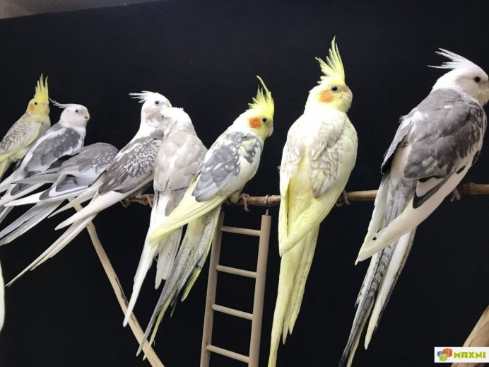 Корелла Арлекин
