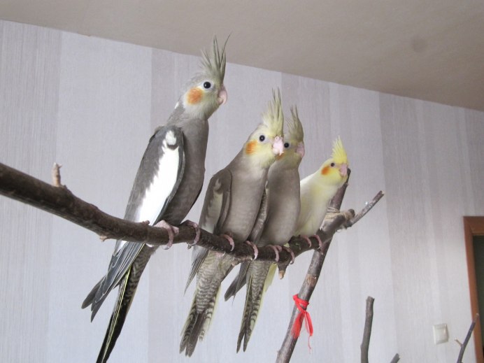 Какаду и корелла