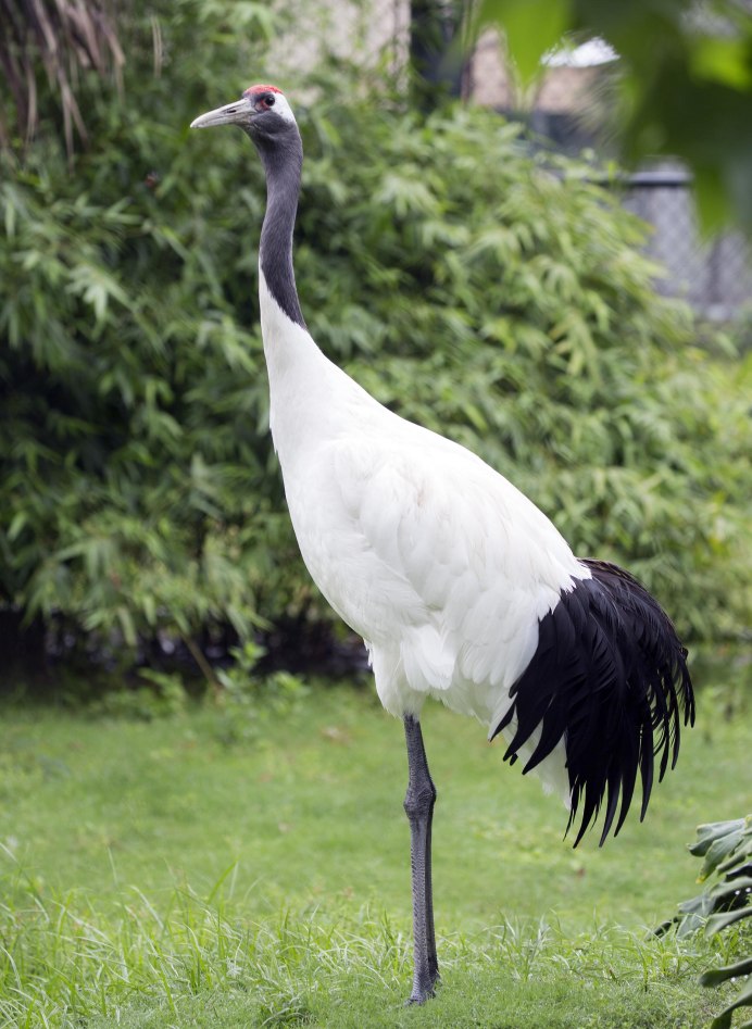 Grus canadensis