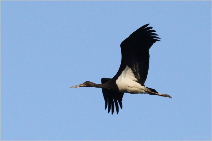 Crane животное