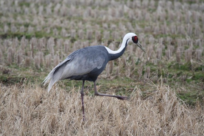 Grus japonensis