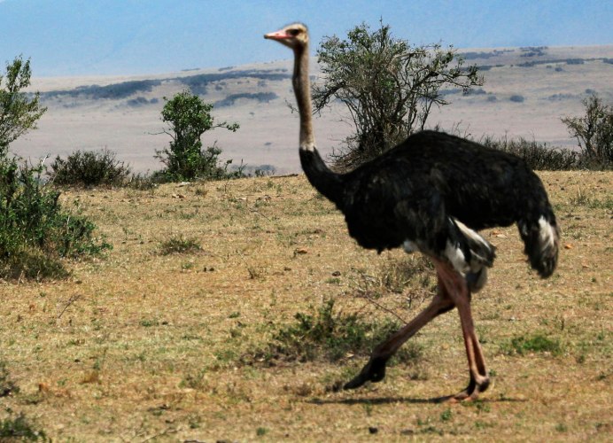 Бегущий страус