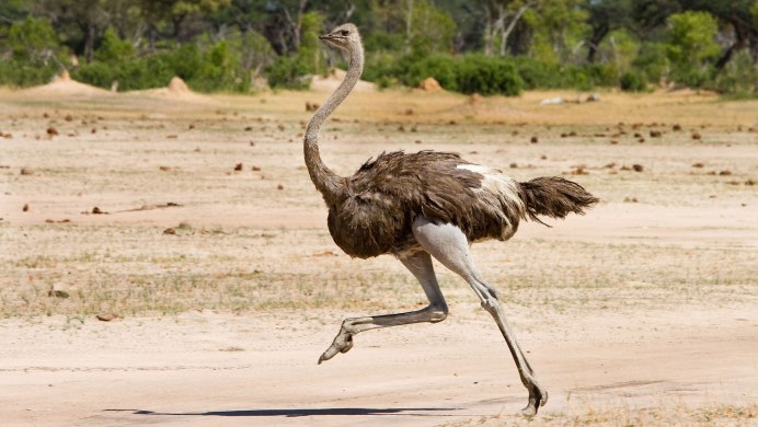 Struthio Camelus Camelus