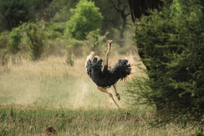 Ostrich Runner