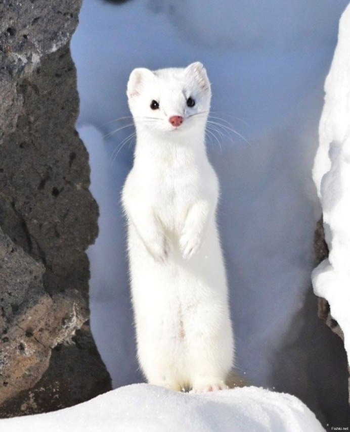 Mustela lutreola норка