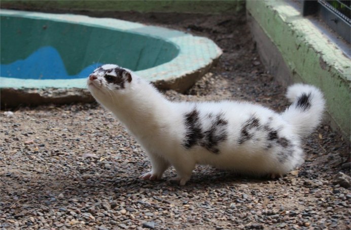 Горностай (Mustela erminea)