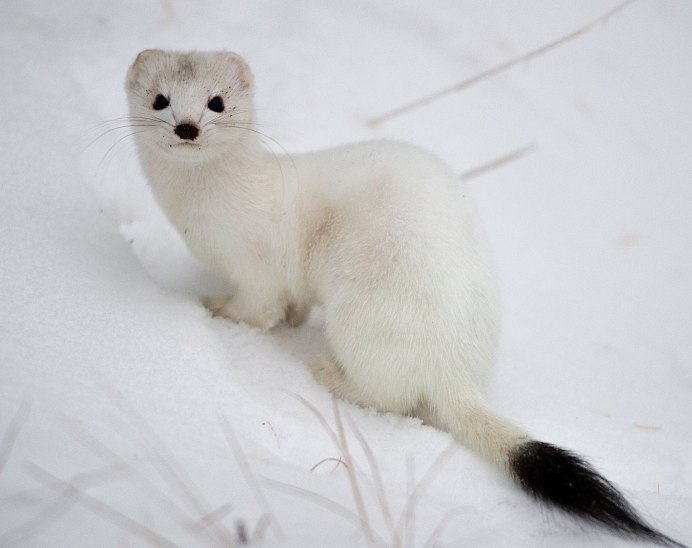 Ласка обыкновенная (Mustela nivalis)