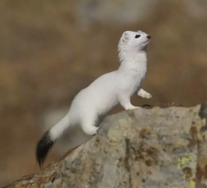 Mustela nivalis белая