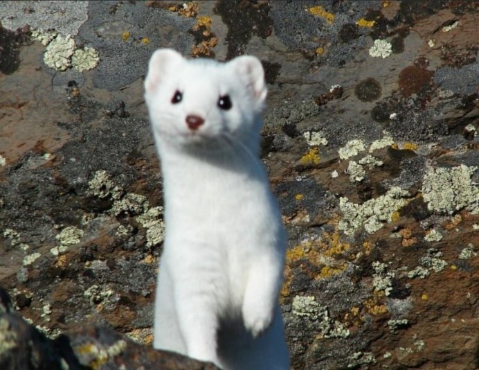 Ласка (Mustela nivalis)