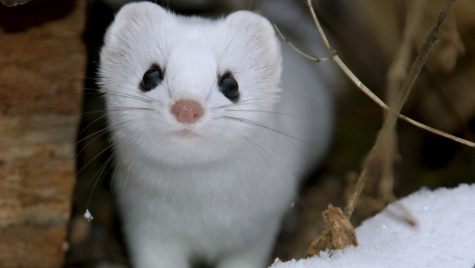 Горностай (Mustela erminea)