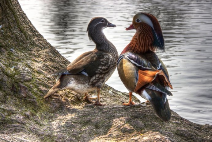 Anas platyrhynchos самка