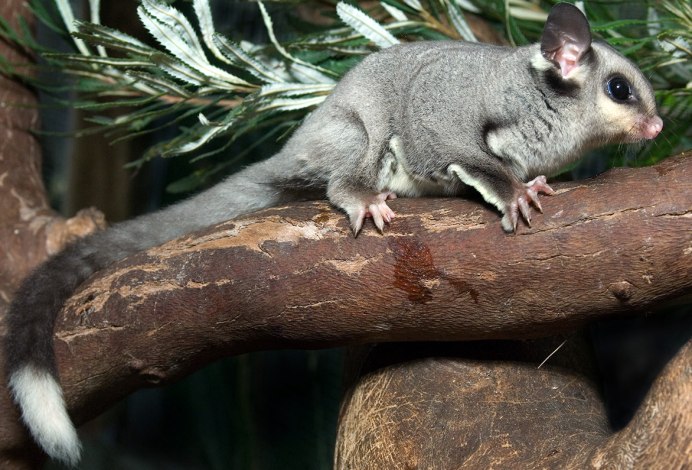 Petaurus gracilis
