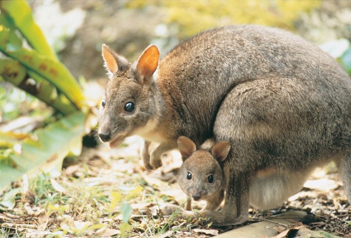 Сахарная сумчатая летяга Petaurus breviceps