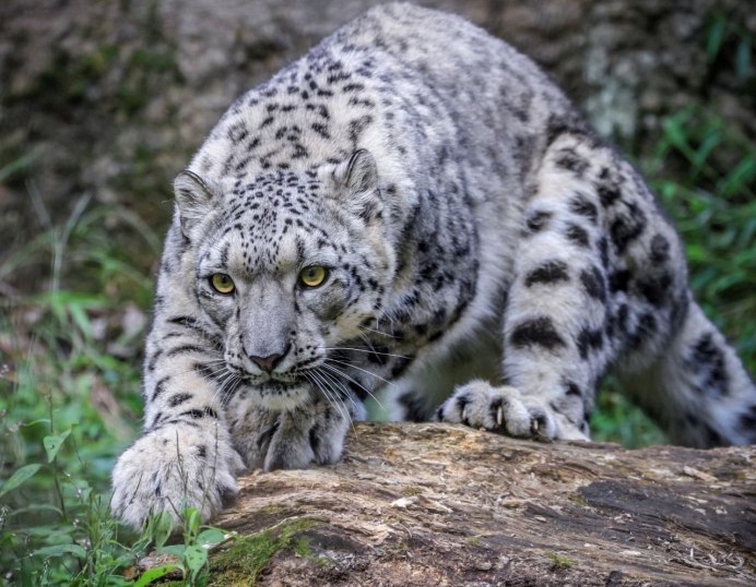 Королевский гепард