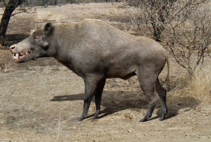 Josephoartigasia Monesi грызун