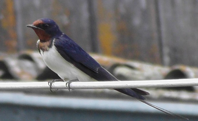Hirundo Rustica полет