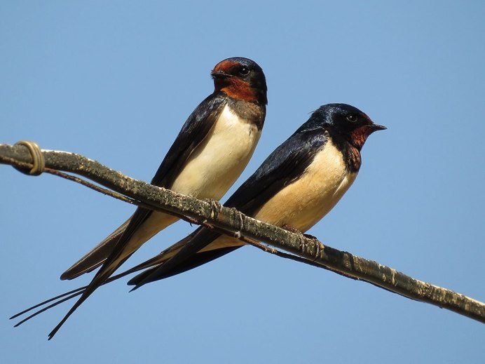 Деревенская Ласточка – Hirundo Rustica