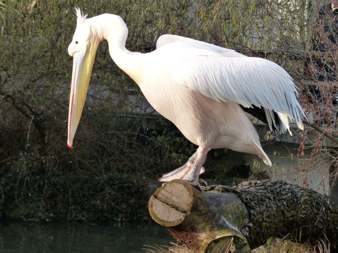 Розовый Пеликан Pelecanus onocrotalus