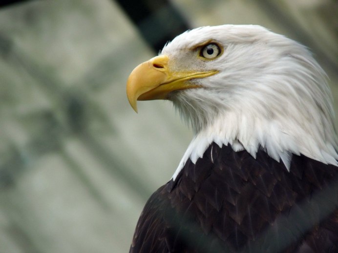 Haliaeetus sanfordi