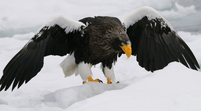 Североамериканский лысый Орел